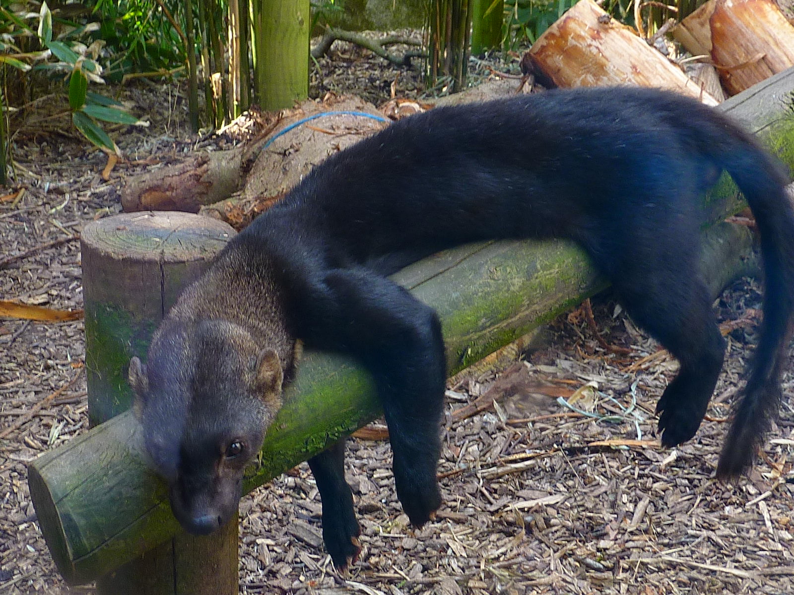 My visit to Exmoor Zoo on 3rd June 2013