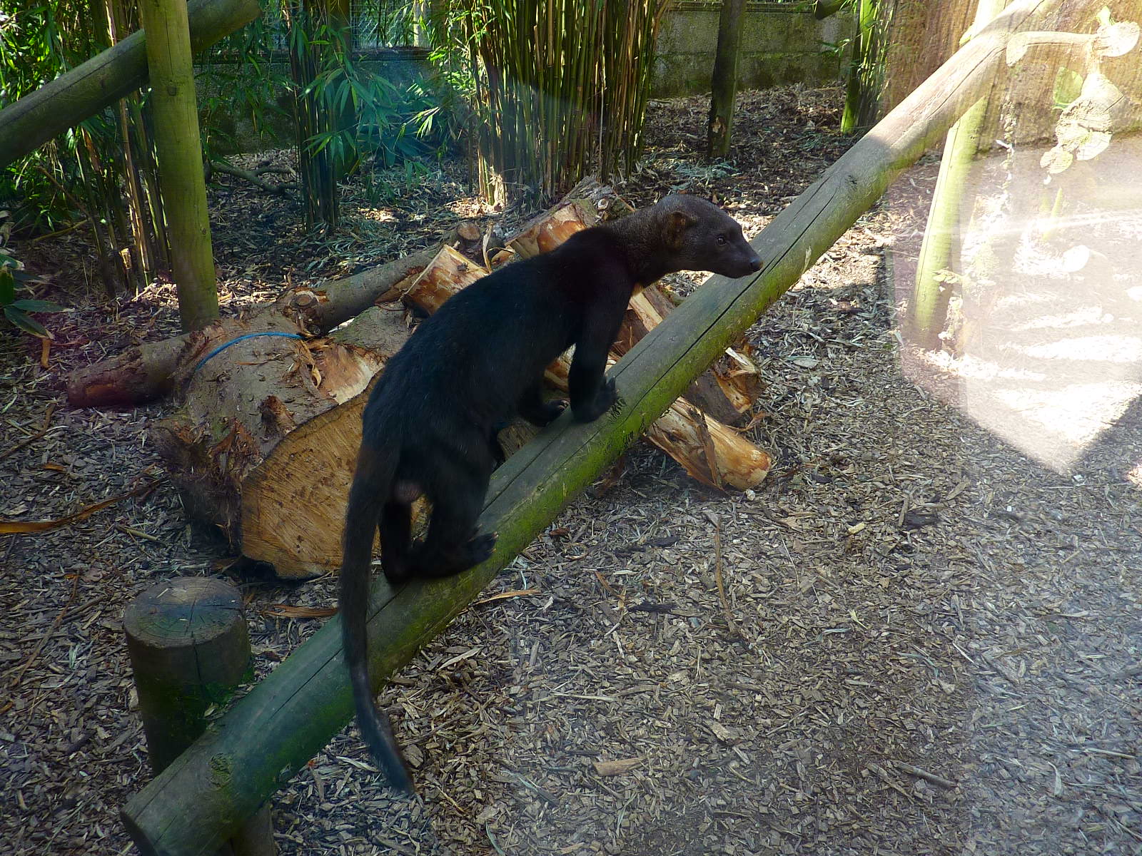 My visit to Exmoor Zoo on 3rd June 2013
