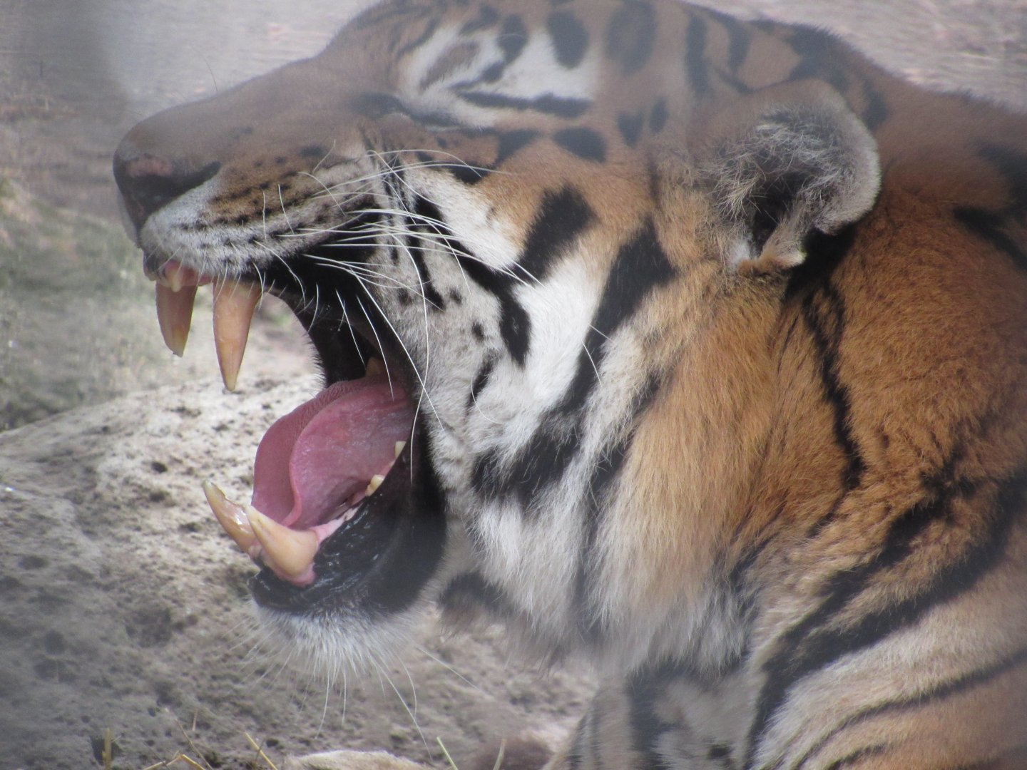 My what big teeth you have! Amur Tiger Vikentii