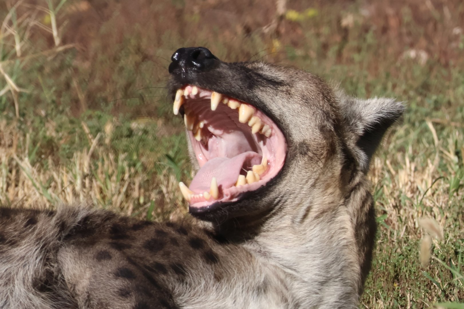 my what big teeth you have!