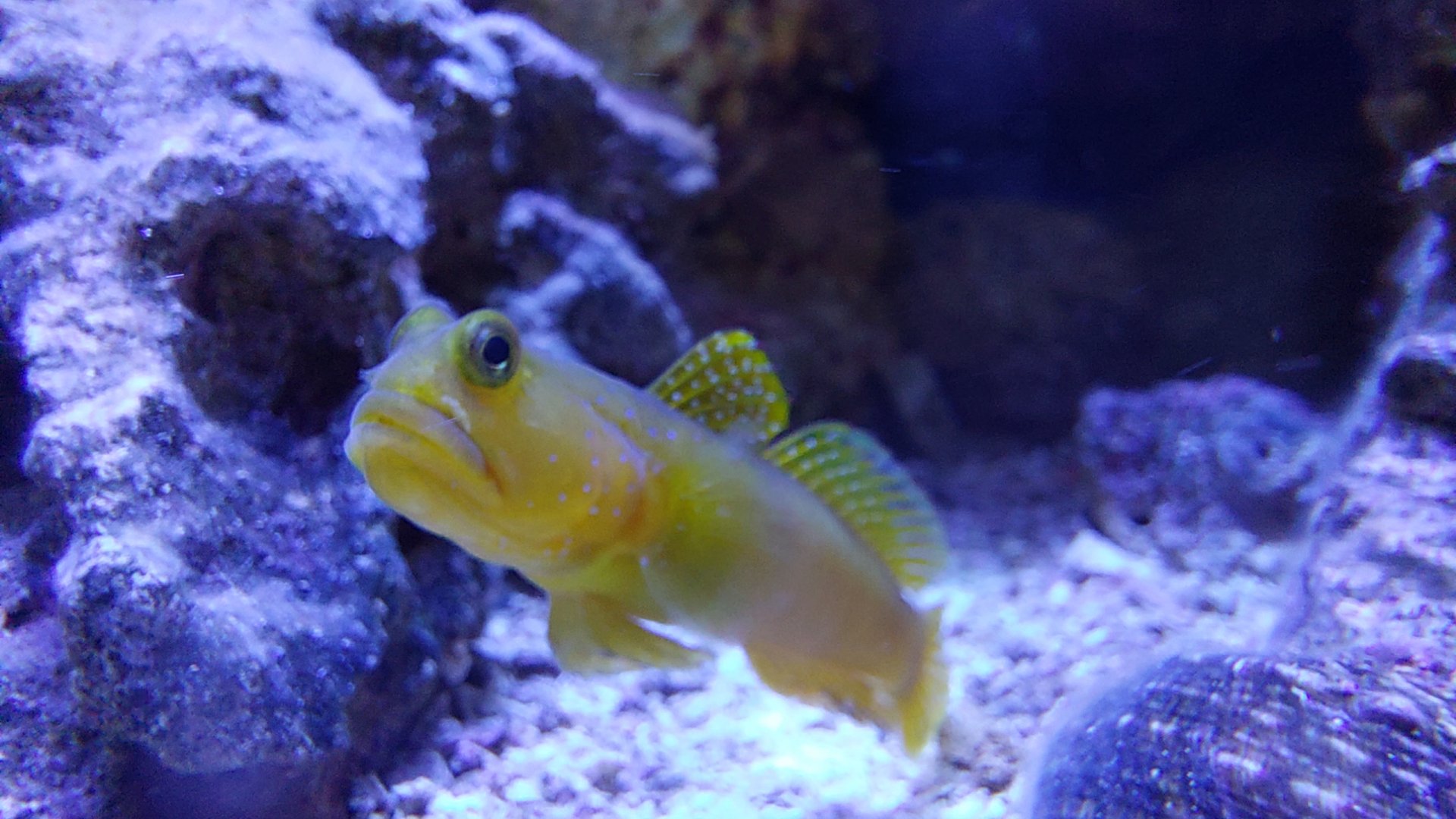 My yellow watchman goby