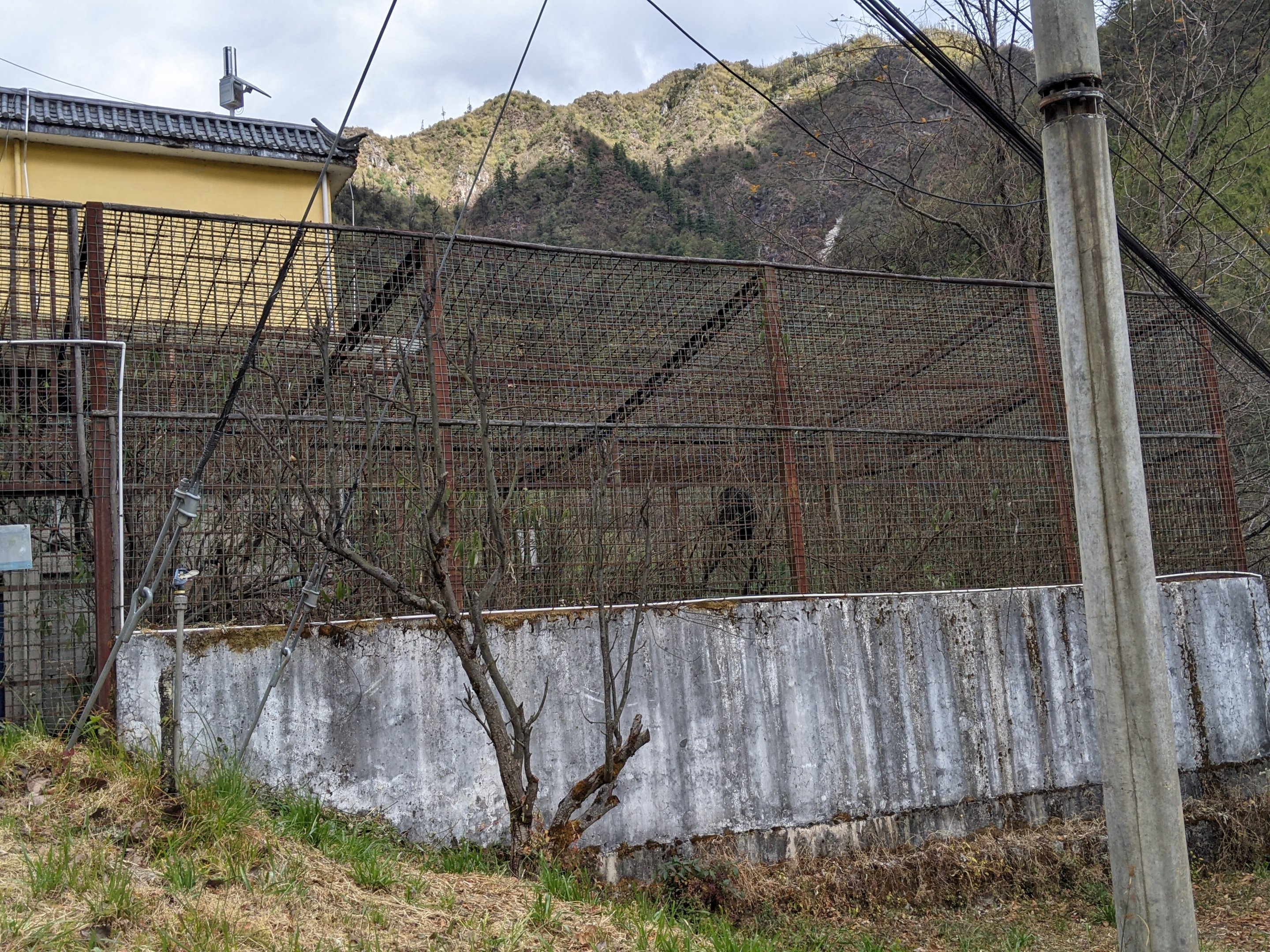 Myanmar Snub-nosed Monkey cage