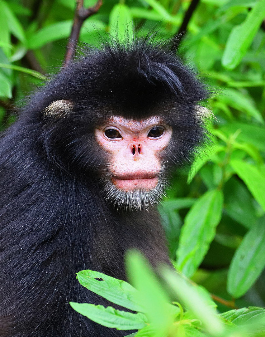 Myanmar snub-nosed monkey (Rhinopithecus strykeri)