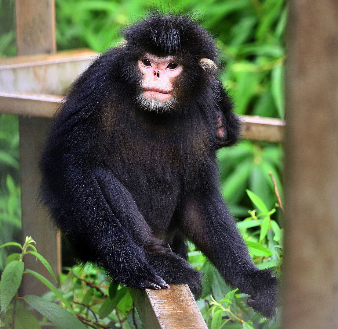 Myanmar snub-nosed monkey (Rhinopithecus strykeri)