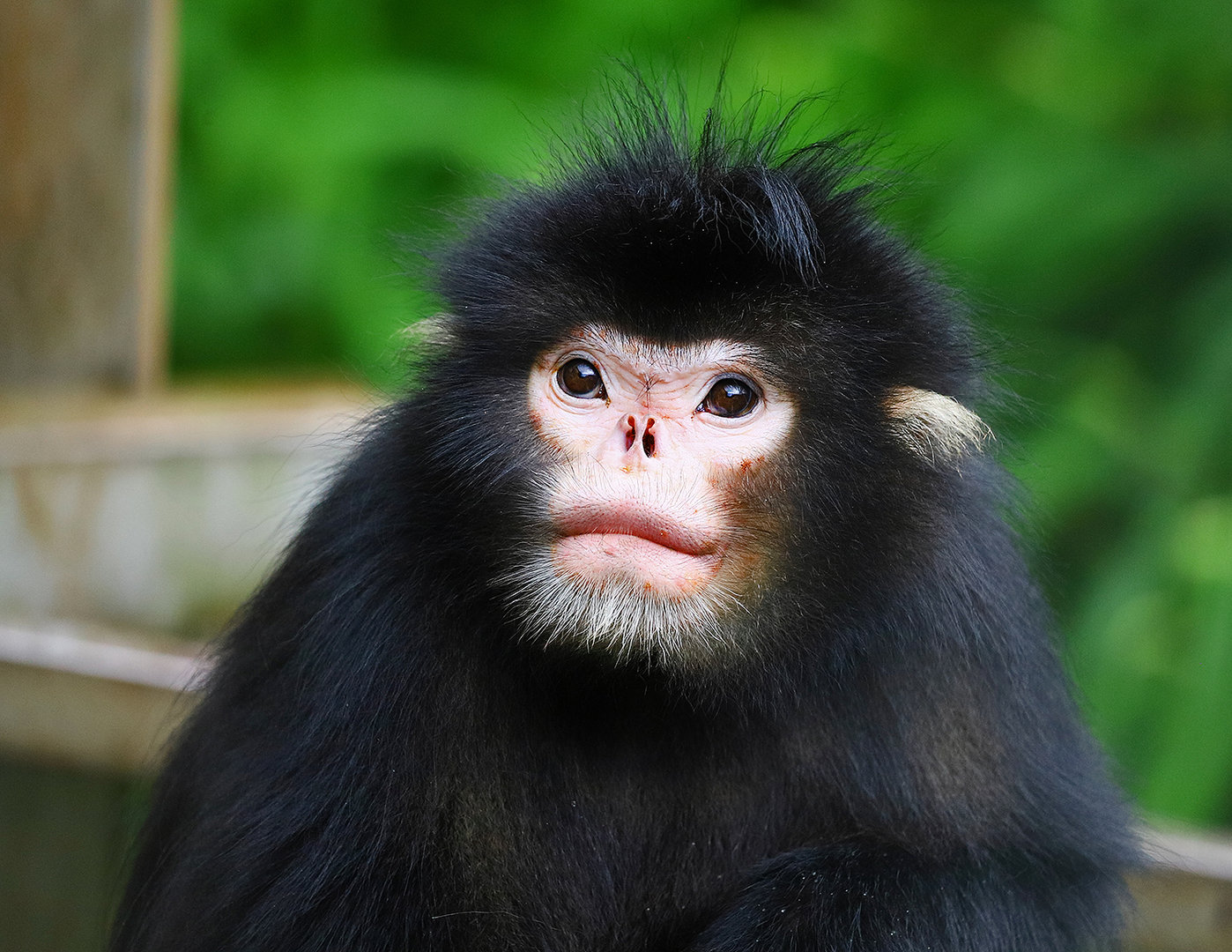 Myanmar snub-nosed monkey (Rhinopithecus strykeri)