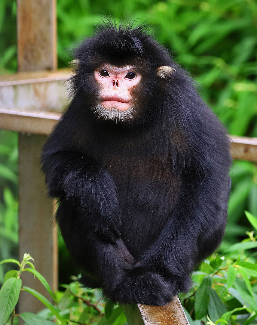 Myanmar snub-nosed monkey (Rhinopithecus strykeri)