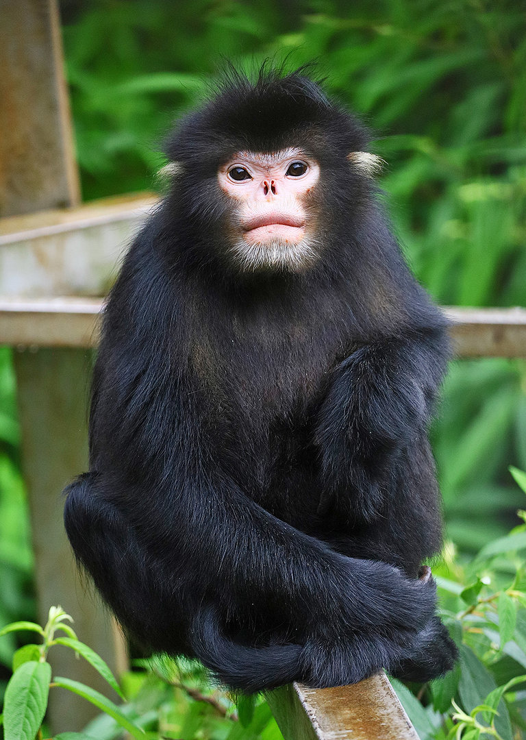 Myanmar snub-nosed monkey (Rhinopithecus strykeri)