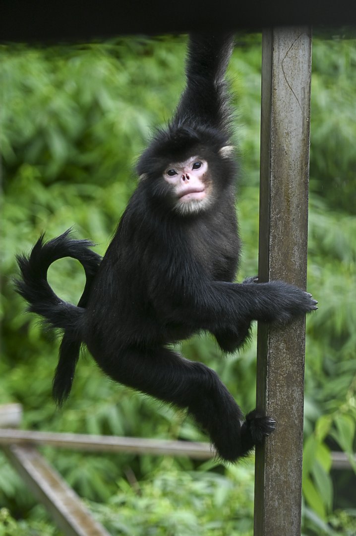 Myanmar snub-nosed monkey (Rhinopithecus strykeri)