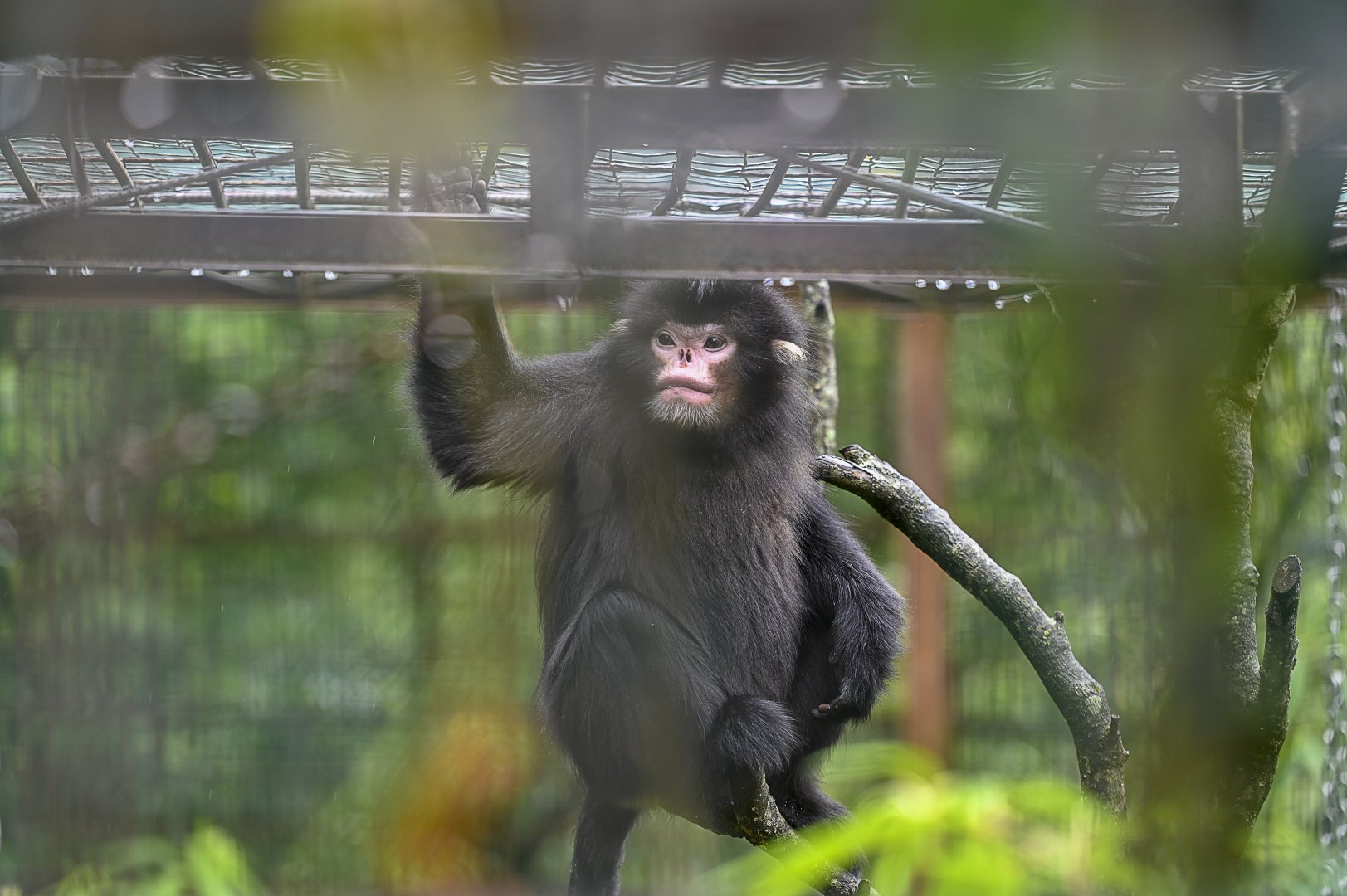 Myanmar snub-nosed monkey (Rhinopithecus strykeri)