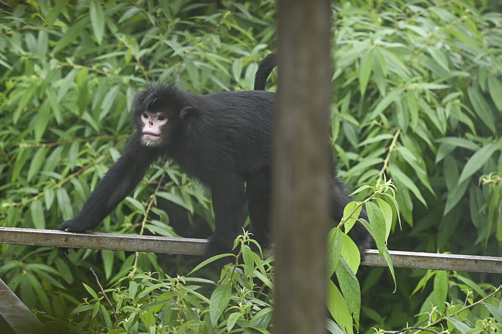 Myanmar snub-nosed monkey (Rhinopithecus strykeri)