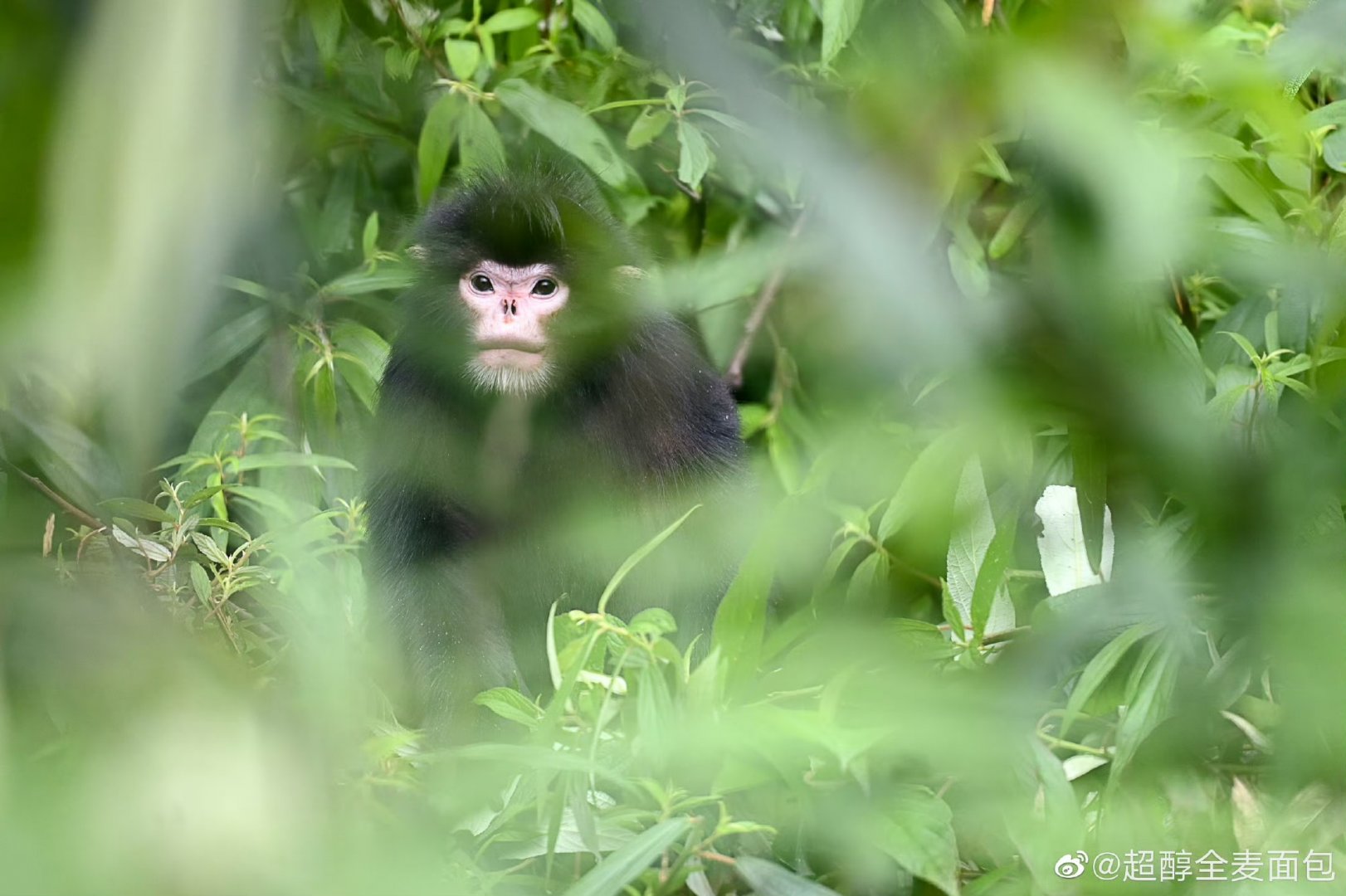 Myanmar snub-nosed monkey (Rhinopithecus strykeri)