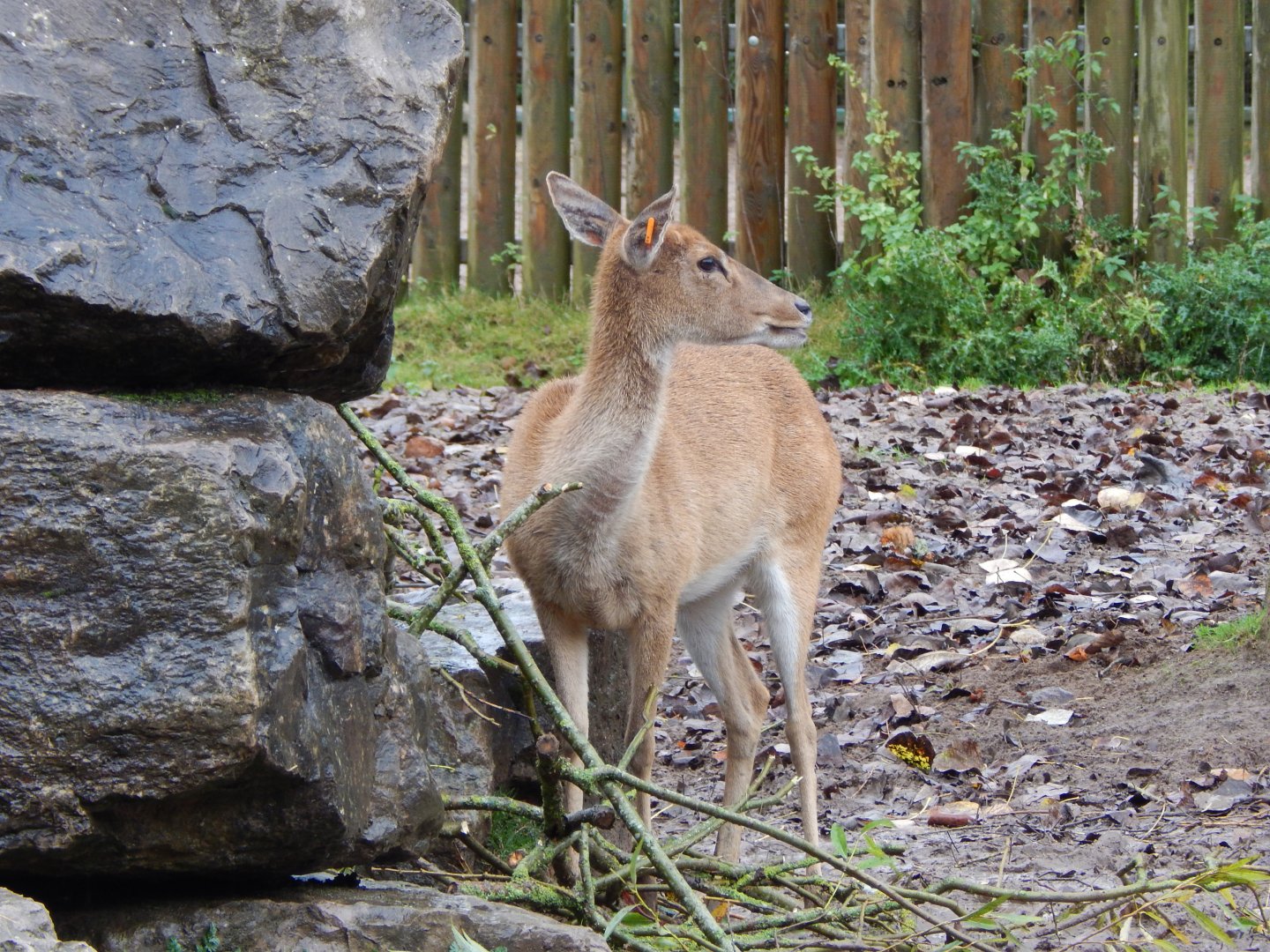 Myanmar thamin 181021