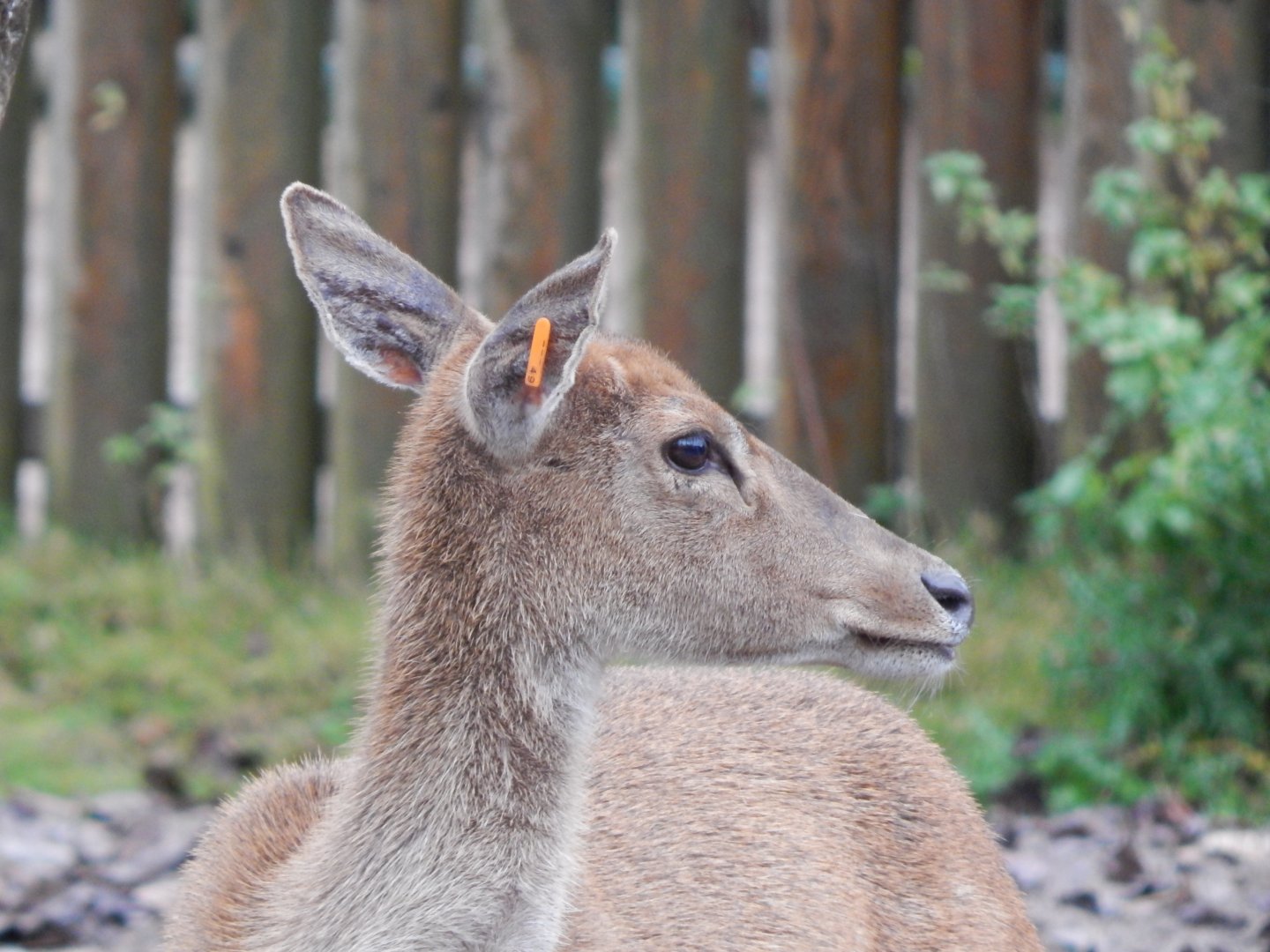Myanmar thamin 181021