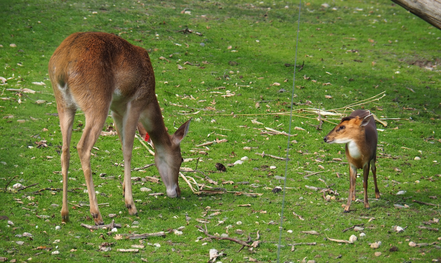 Myanmar thamin (Cervus eldii thamin) and Reeves's muntjac (Muntiacus reevesi), Sep 16th, 2018