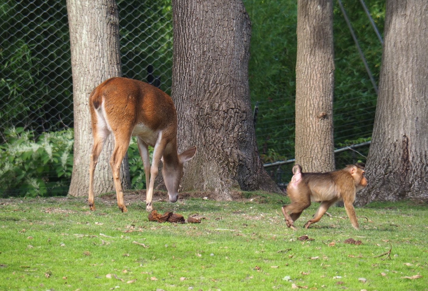 Myanmar thamin (Cervus eldii thamin) and Sunda pig-tailed macaque (Macaca nemestrina), Sep 16th, 2018