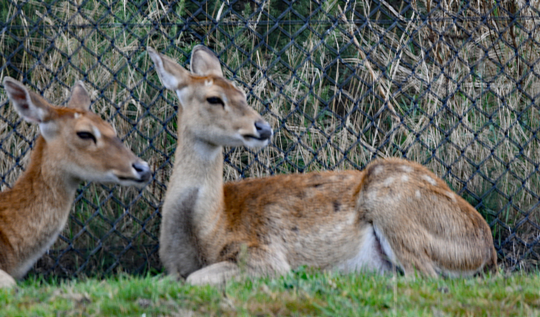 Myanmar thamin (Panolia eldii thamin)
