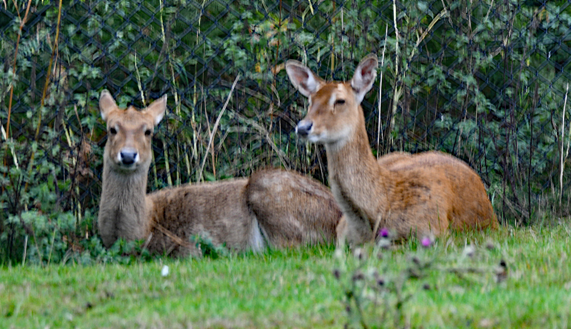 Myanmar thamin (Panolia eldii thamin)