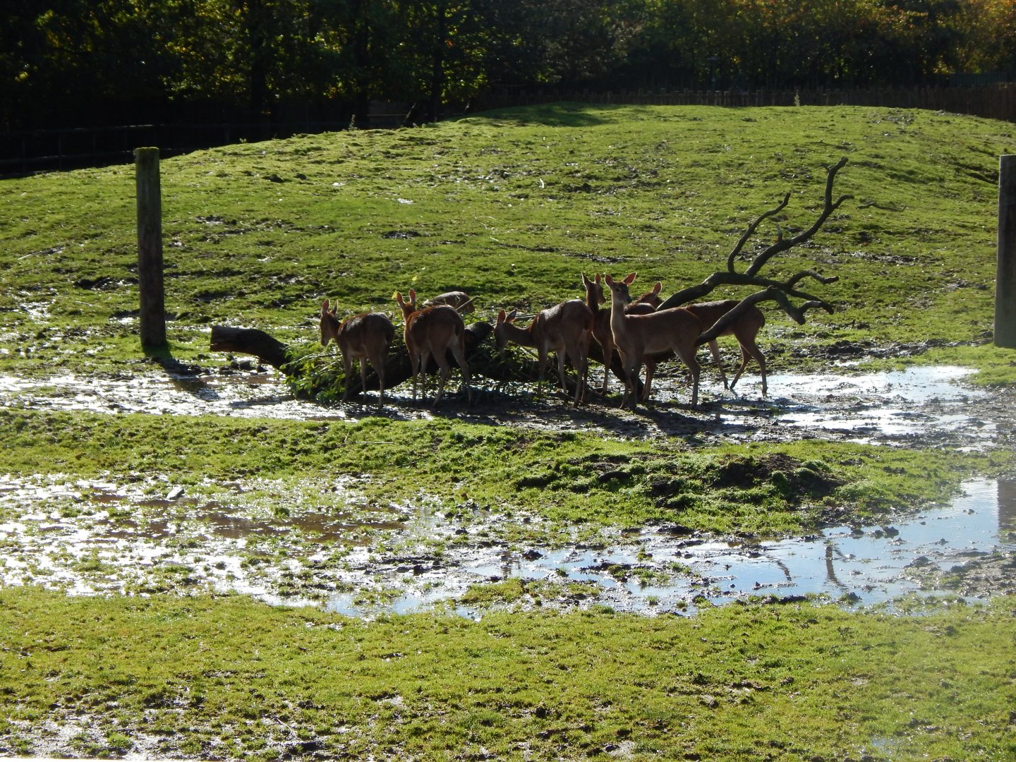Myanmar thamins 081020