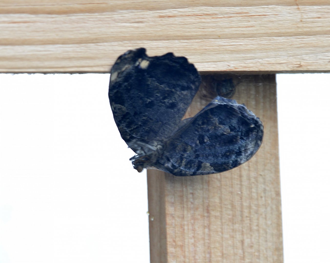 Mycelia ethusa underside