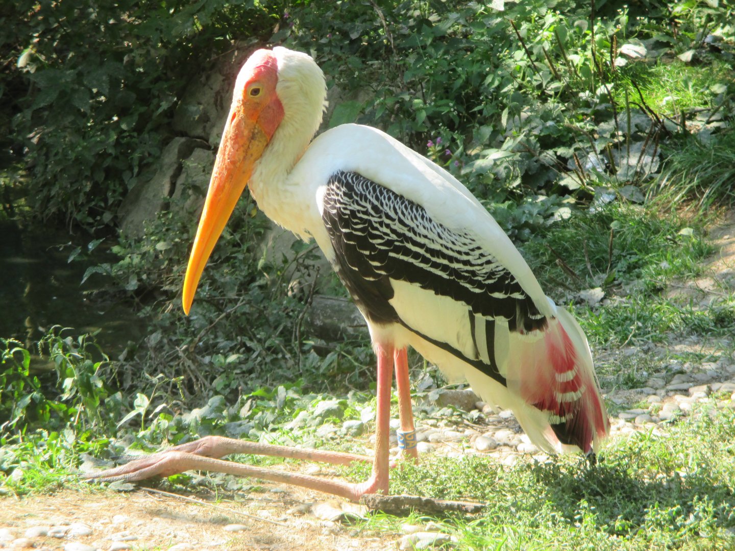 Mycteria leucocephala