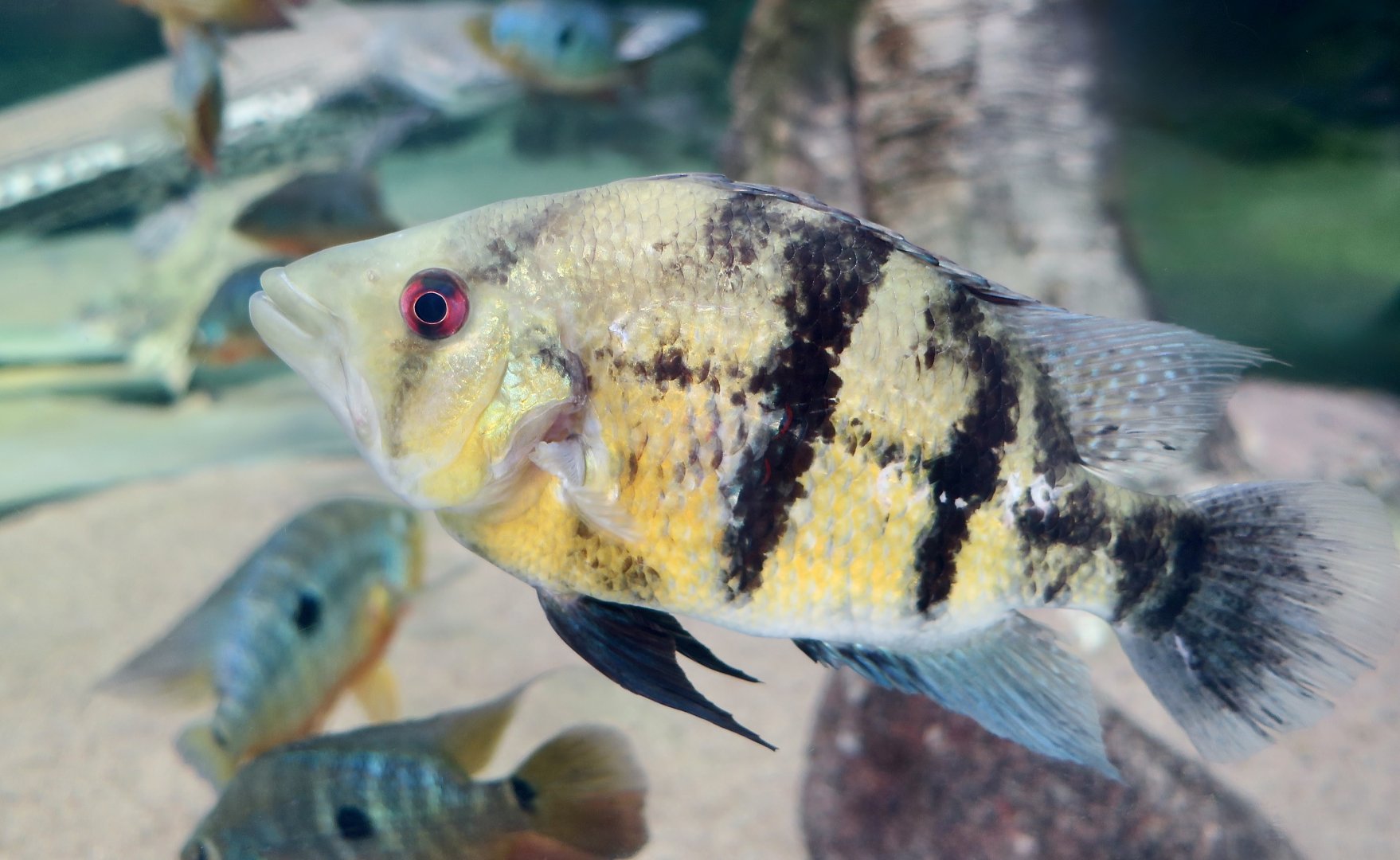Myers' Basketmouth Cichlid (Caquetaia myersi)