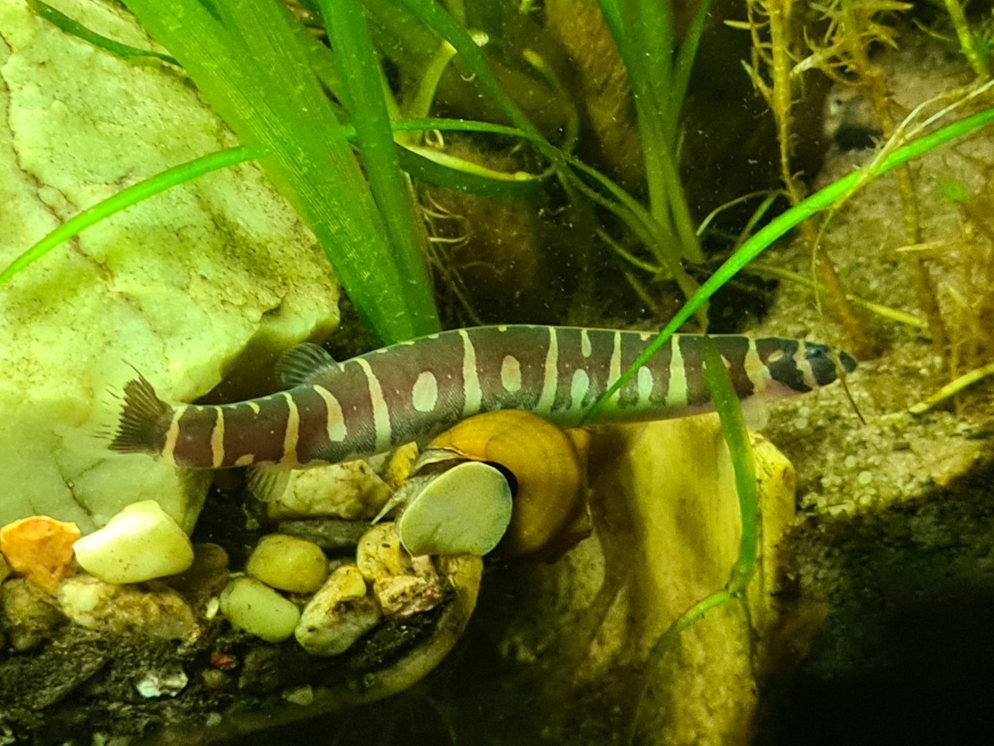 Myer's loach