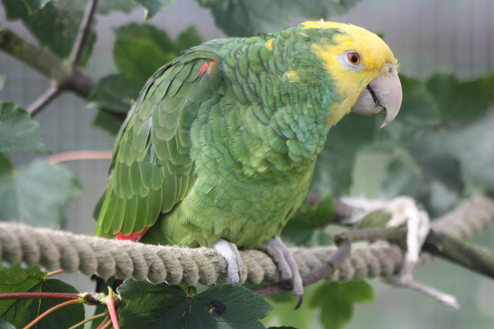 Myfanwy, Double Yellow-headed Amazon, 4th September 2016
