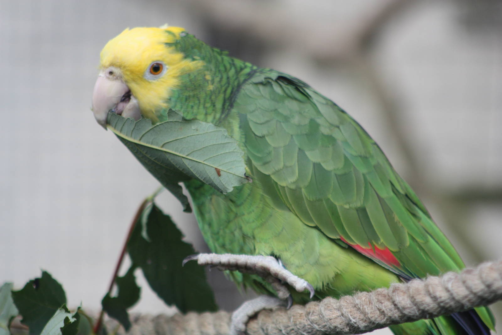 Myfanwy, Double Yellow-headed Amazon, 4th September 2016