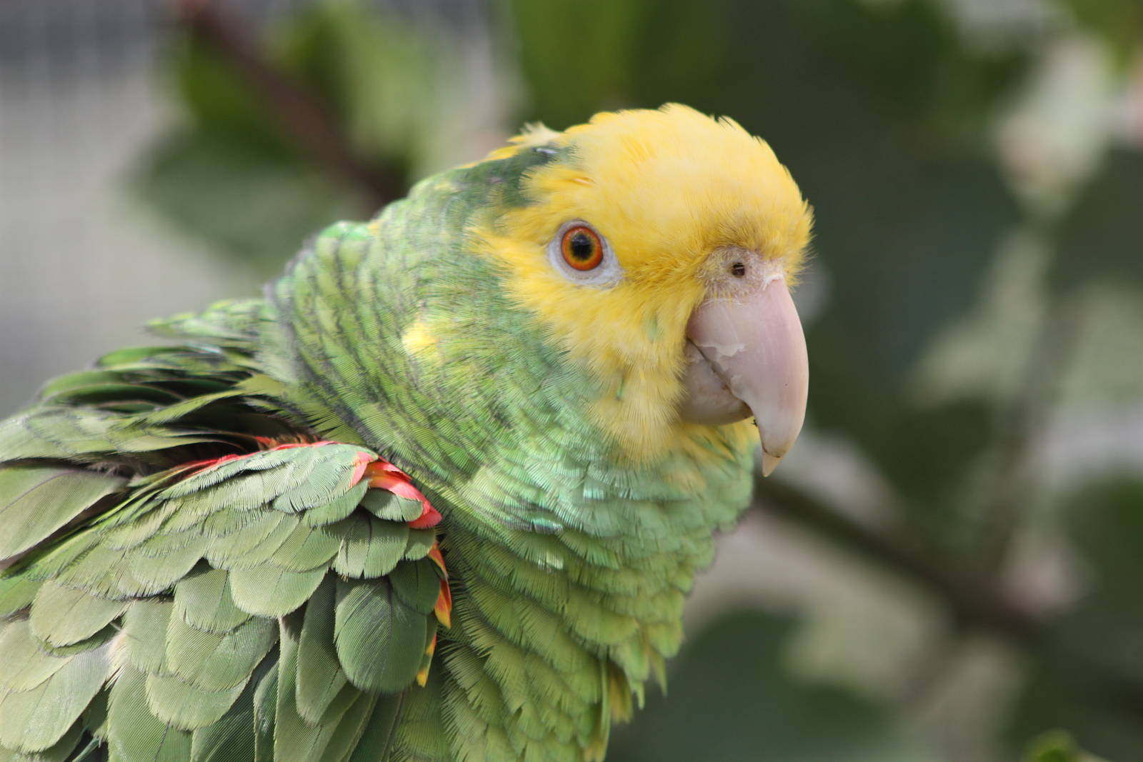 Myfanwy, Double Yellow-headed Amazon, 4th September 2016