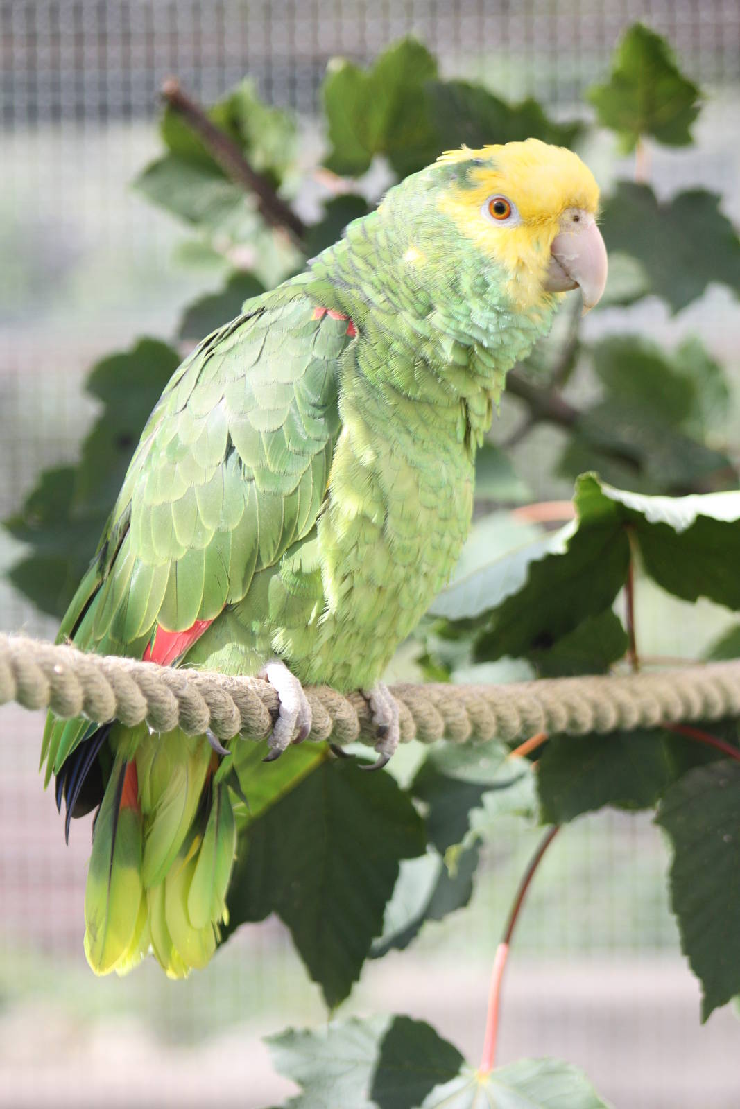 Myfanwy, Double Yellow-headed Amazon, 4th September 2016