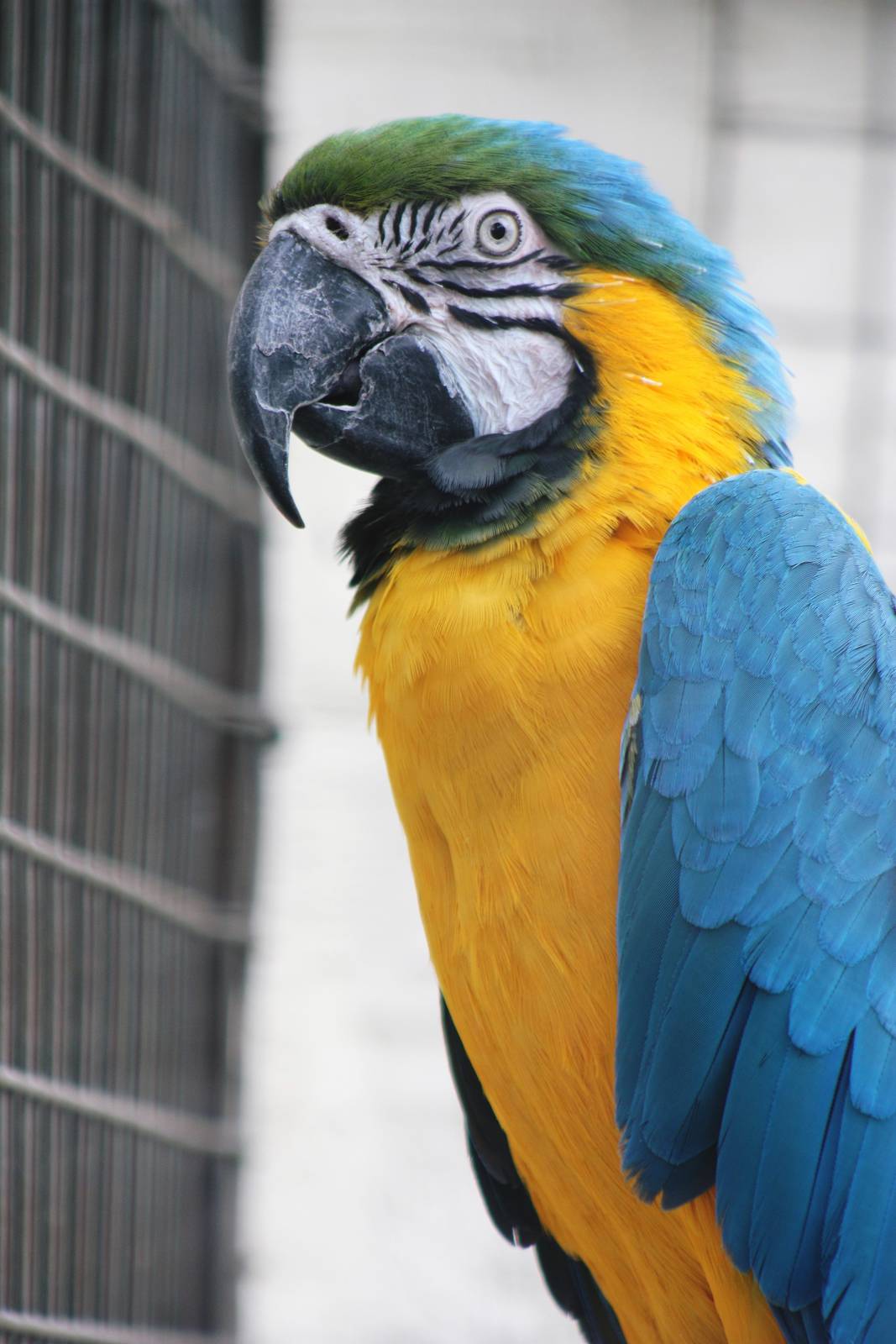 Myfanwy the Macaw, Sewerby Zoo