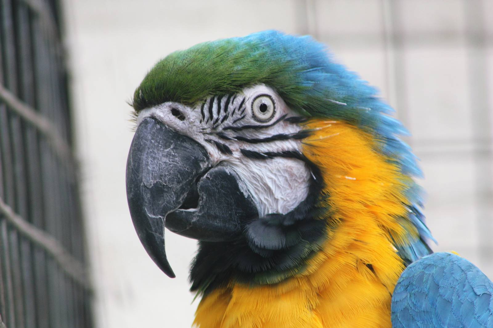Myfanwy the Macaw, Sewerby Zoo
