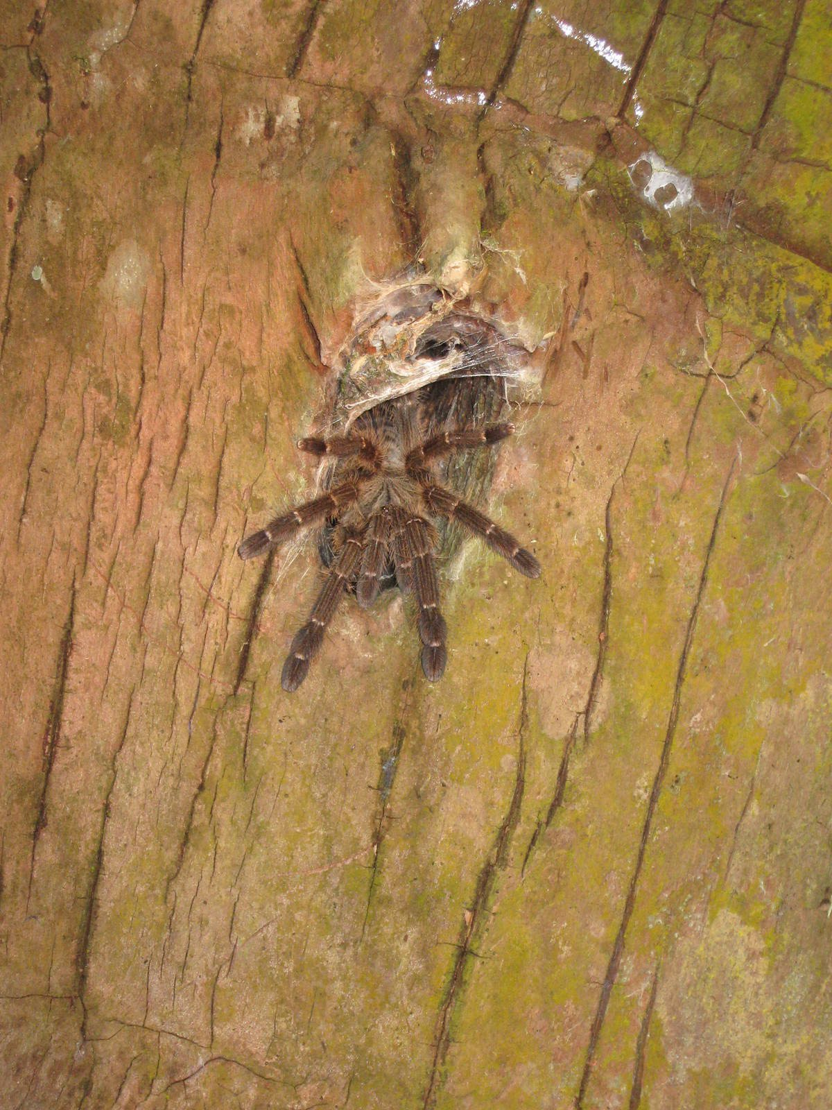 mygalomorph in tree hole