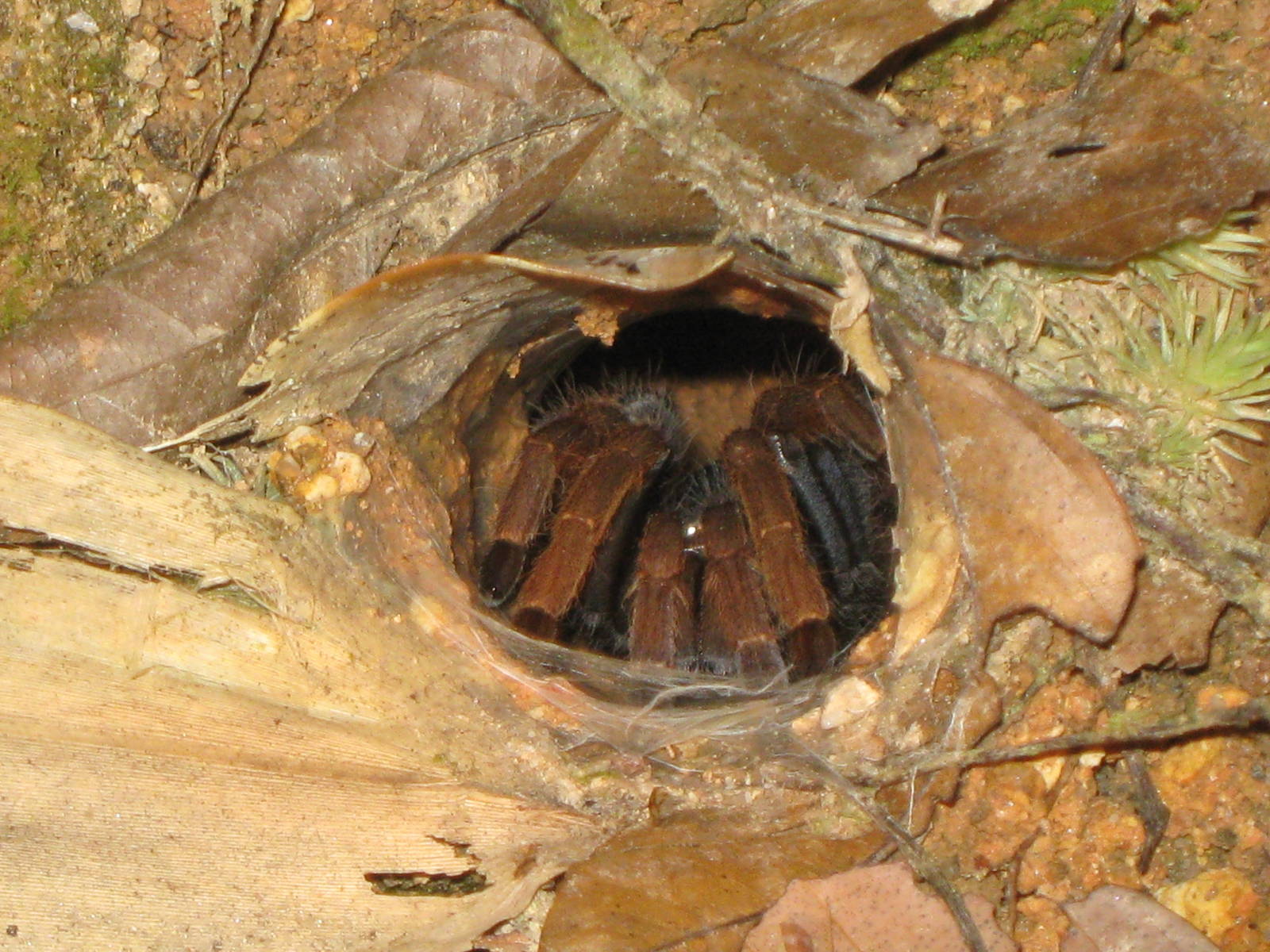 mygalomorph spider (tarantula)