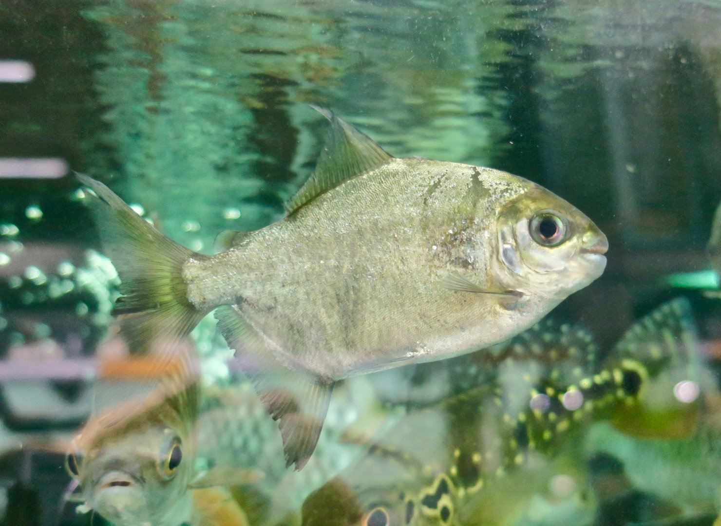 Mylesinus paraschomburgkii