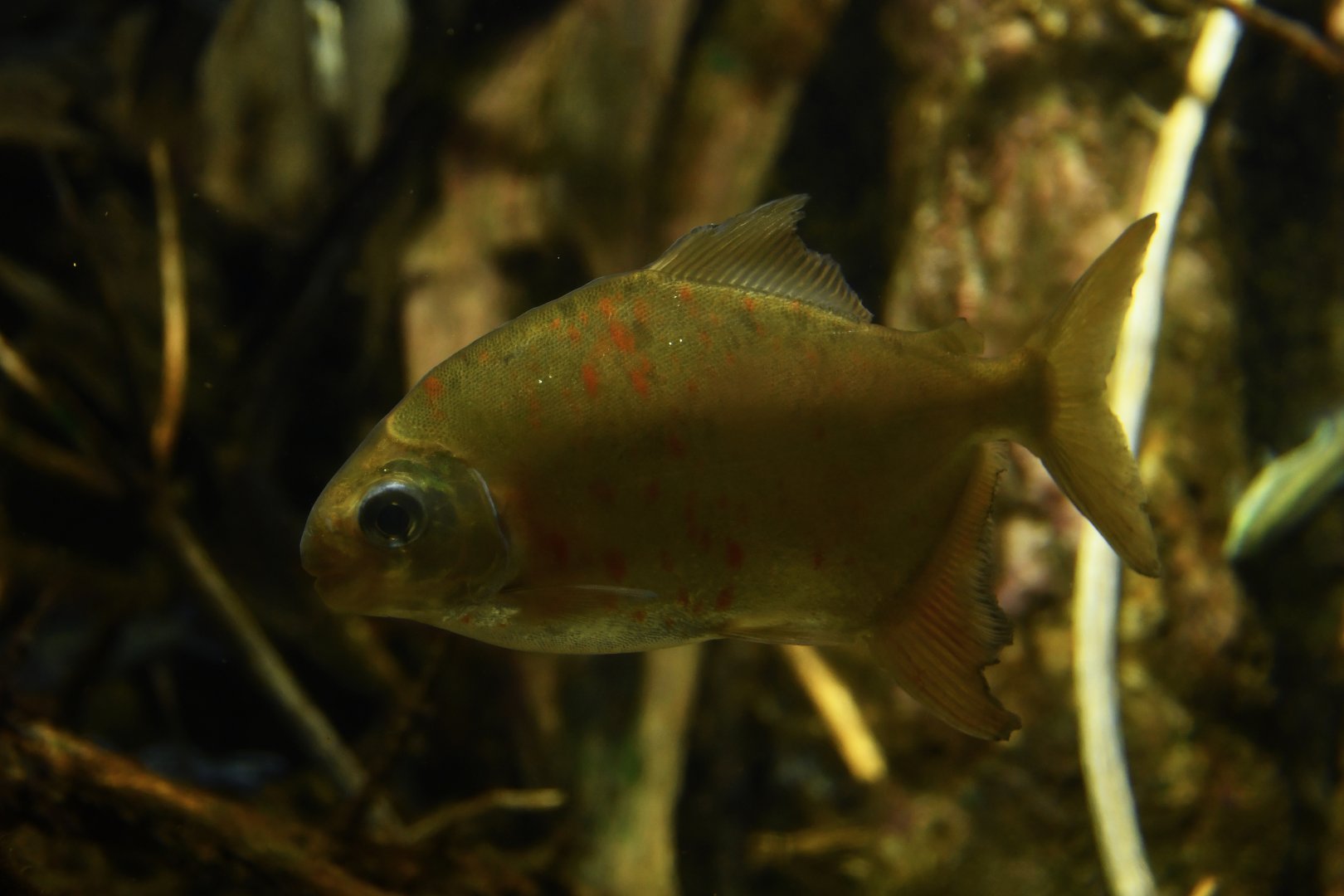 Mylesinus paraschomburgkii