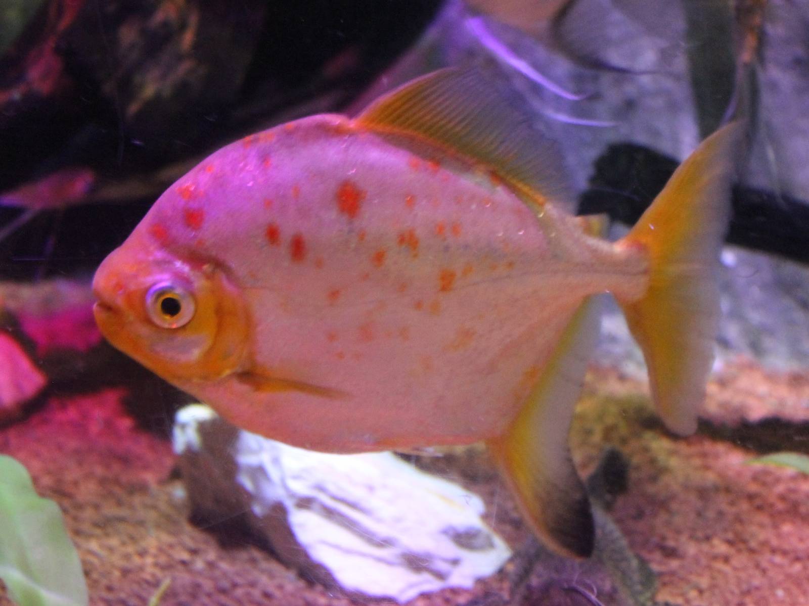 Myleus - prop. Redhook myleus