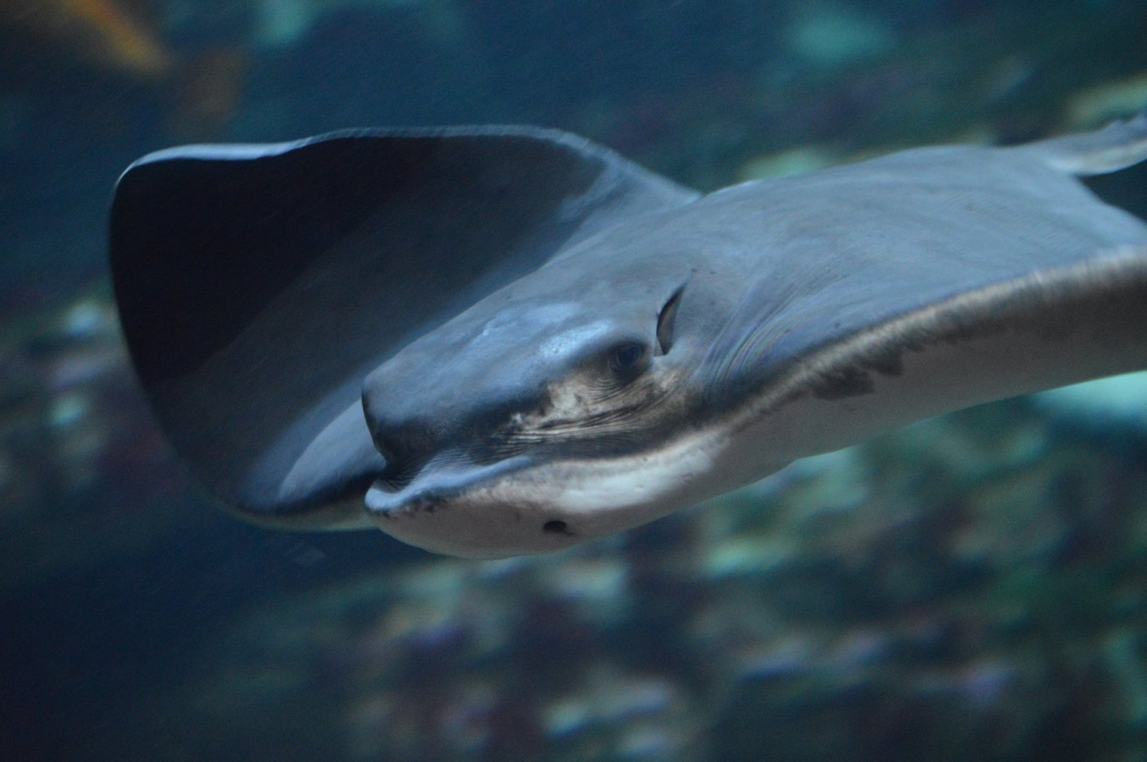 Myliobatis californica