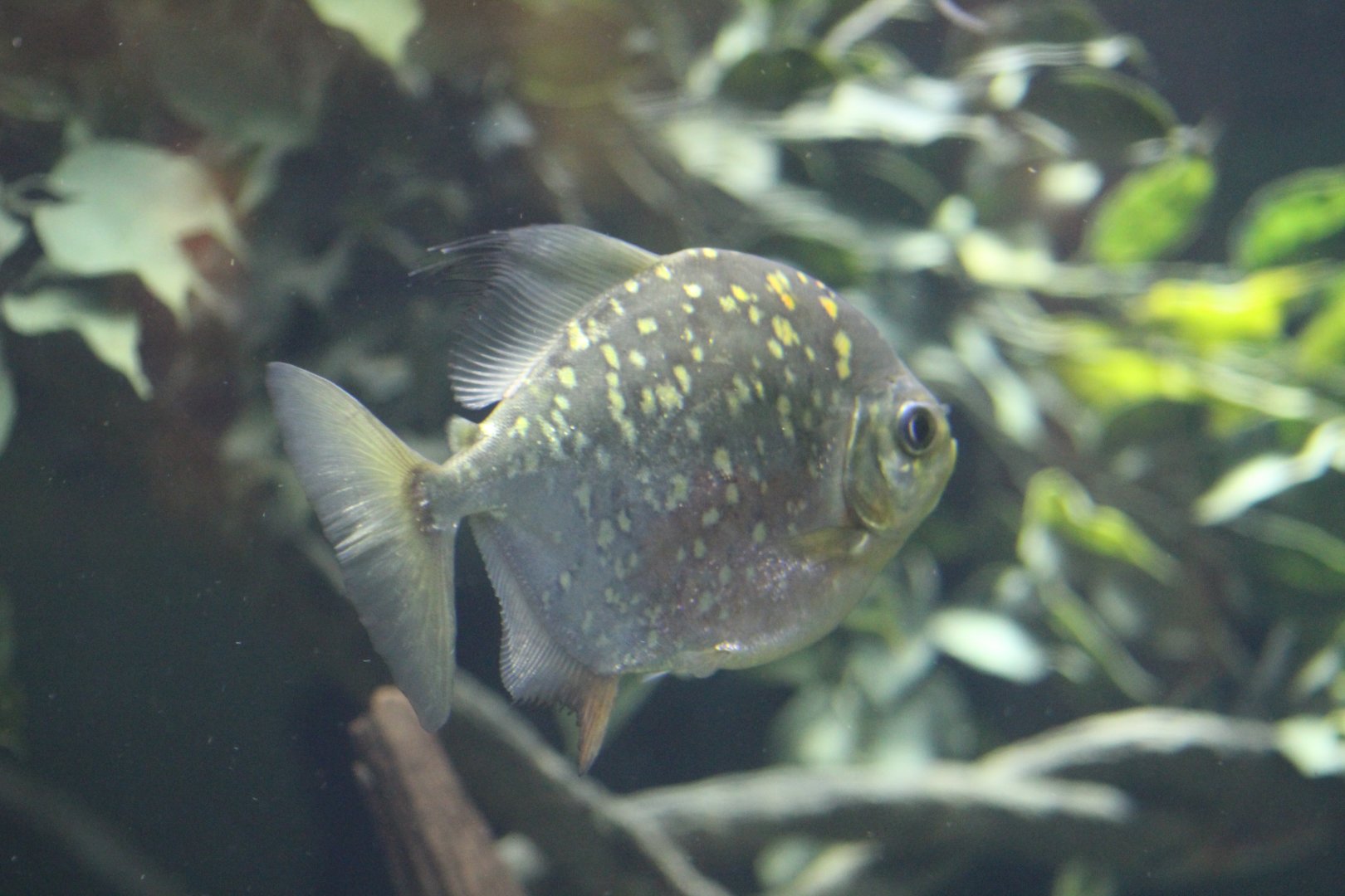 Myloplus asterias