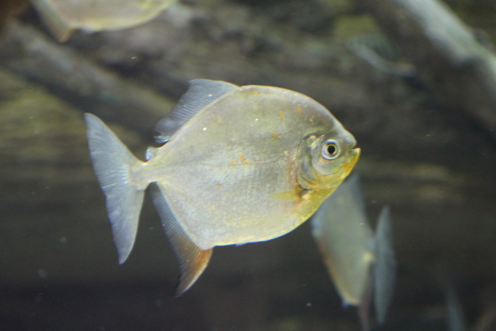 Myloplus rubripinnis?