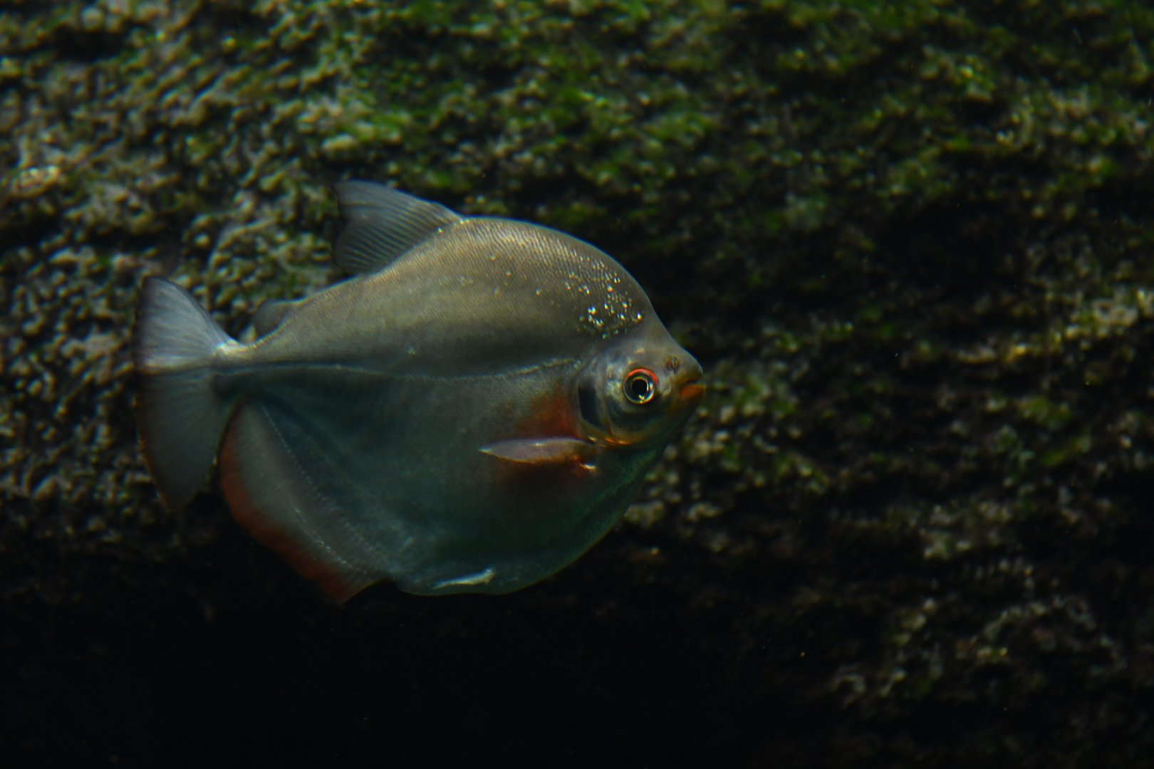 Mylossoma duriventre