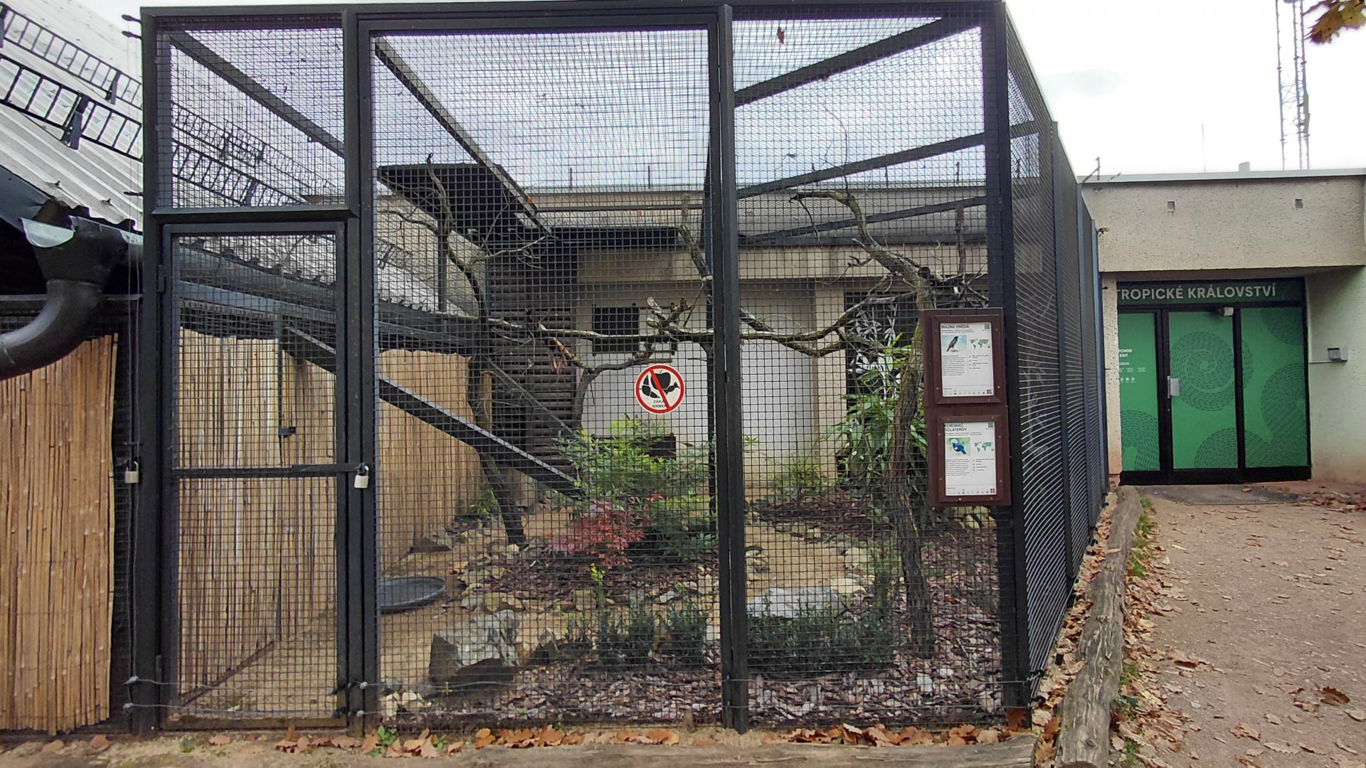 Myna + crowned pigeon aviary