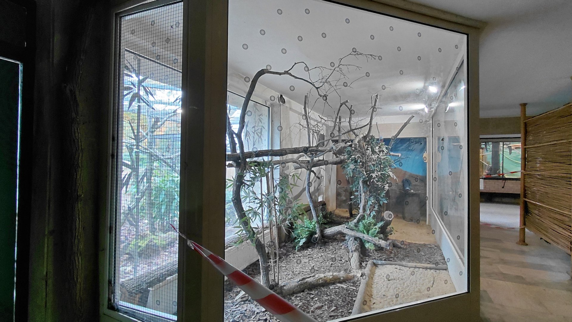 Myna + crowned pigeon indoor exhibit