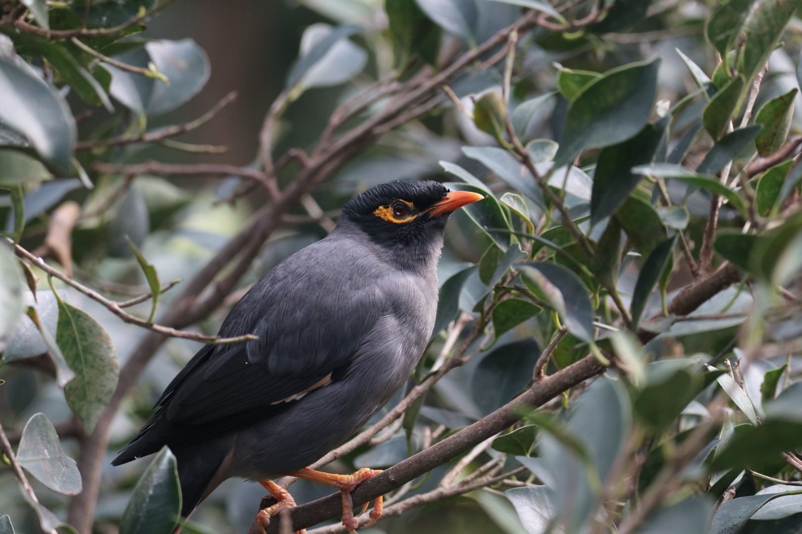 Myna