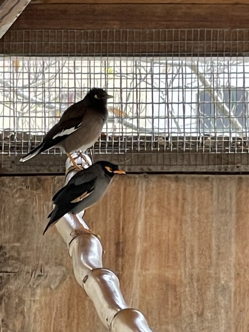 Mynah ID? ~ Villa Rundle gardens aviary, Gozo