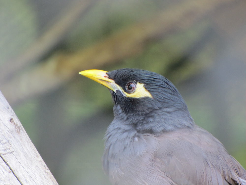 Mynah