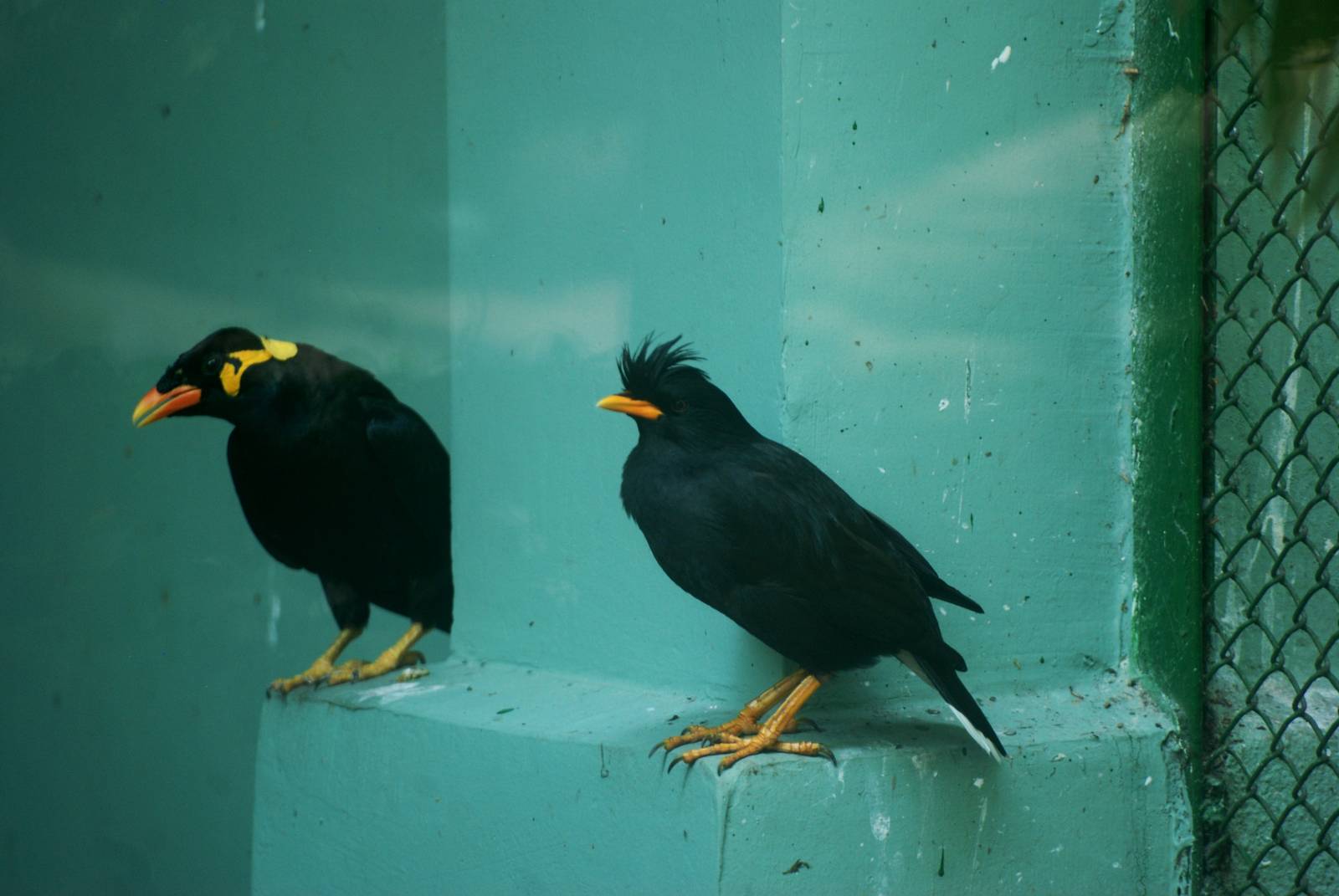 Mynahs at Saigon Zoo, 16/03/12