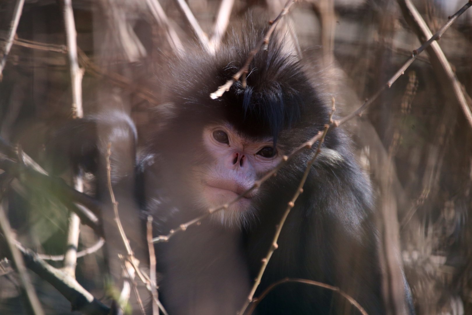 Mynamar Snub-nosed Monkey (My 2000th Photo on Zoochat!)