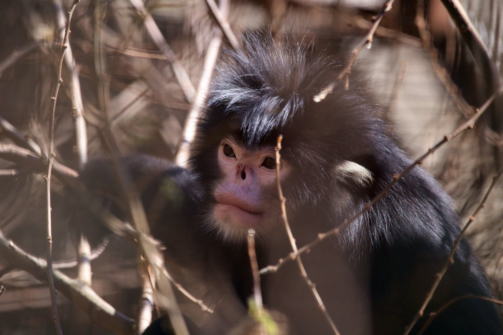 Mynamar Snub-nosed Monkey (Rhinopithecus strykeri)