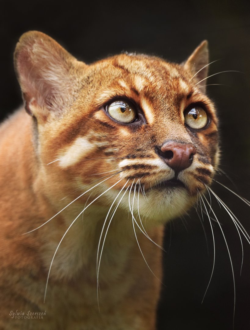 Myo Tho - Asian Golden Cat
